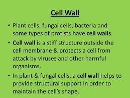What other type of cell has this. Cell Membrane Every Cell Is Surrounded By A Protective Membrane Called A Cell Membrane This Membrane Is Flexible Protects The Inside Of The Cell From Ppt Video Online Download