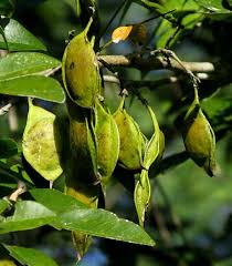 Image result for Lonchocarpus