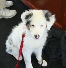 Black And White Aussie Shepherd Panda Is A 5 Month Old Blue Double Merle Australian Shepherd Male In Illinois Panda Is Australian Shepherd Merle Australian Shepherd Australian Shepherd Dogs