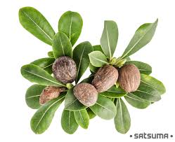 Shea Butter Is Harvested From The Vitellaria Paradoxa Formerly Butyrospermum Parkii Tree And Is Native T Shea Butter Benefits Shea Butter Shea Butter Recipes