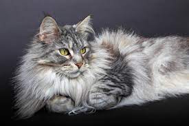 Types Of Domestic Longhair Cats Lovetoknow
