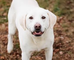 Our bonded boys, Ranger & Gunner, are looking for a loving place to call  home after coming to KHS last week. 🥺 Can you help them find their forever  family while their