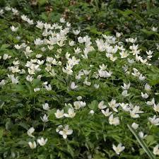 Image result for Disperis nemorosa