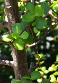 Image result for Portulacaria