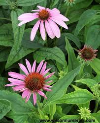 Image result for Echinacea purpurea `Magnus`