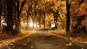 Fall leaves wallpapers high quality resolution free. 1920x1080 Fall Wallpapers Wallpaper Cave