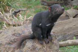 Esta semana, el demonio de tasmania viene a cantar sobre la. El Demonio De Tasmania Regresa A Australia Acuario Michin