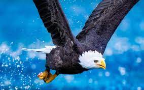 Eagle Desktop Wallpaper Hd Eagle Wallpaper Eagle Images Bald Eagle