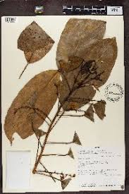 Image result for Caloncoba crepiniana