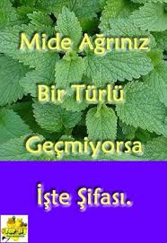 Mide Agrisinin Bitkisel Tedavisi Top25 Sari Kantaron Sifali Otlar Saglik Bakim Tibbi Bitkiler