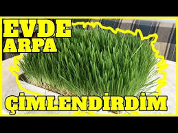 Evde Arpa Cimlendirme Youtube