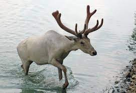 List Of Animal Welfare Organizations Wikiwand