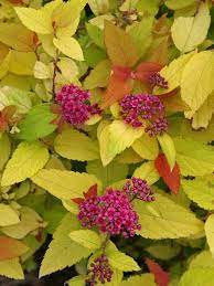 False Spirea Flower Essence Best Flower Wallpaper