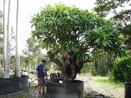 Mature Trees And Specimen Tree Nursery Very Special Trees Peats Ridge Nsw Australia