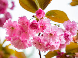 Image result for Prunus serrulata