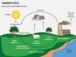 Check spelling or type a new query. Carbon Cycle Powerpoint Template Ppt Slides Sketchbubble