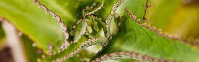 Image result for Bryophyllum