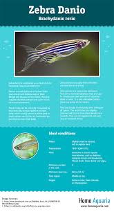 Fish Profile Zebra Danio Infographics Aquarium Fish Fresh Water Fish Tank Tropical Freshwater Fish