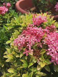 Image result for Ixora sp. A