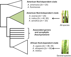 Image result for Aeschynomene pfundii