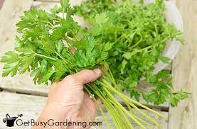What to do with fresh parsley from the garden. How To Harvest Parsley With Pictures