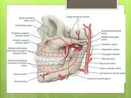 Visual Anatomy 視覚解剖学