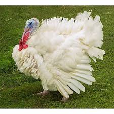 Females turkeys are usually much smaller in size than males. Hoover S Hatchery White Turkeys 10 Count Baby Turkey Poults Wht At Tractor Supply Co