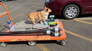 Download free books in pdf format. Spoiled Corgi At Home Depot Youtube