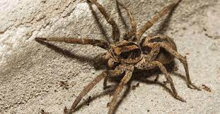 The banana spider is known to hide among bananas shipped to the us and is really called the brazilian wandering spider. Wolf Spider Bite Symptoms Treatment And Prevention