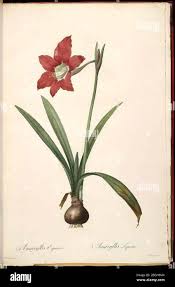 Image result for Hippeastrum puniceum