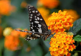 Hold Still Butterflies Britain Is Counting The New York