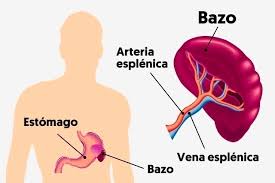 An easy way to remember the anatomy of the spleen is the 1×3×5×7×9×10×11 rule. Rotura Del Bazo Principales Sintomas Causas Y Tratamiento Tua Saude