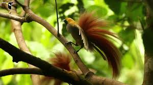 Birds Of Paradise Wallpaper Hd Pin En Aves Passerines