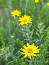 Image result for Xyris asterotricha