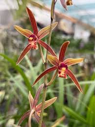 Image result for Cymbidium