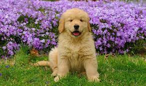 For me i vaccinate my dogs myself. Golden Retriever Price Everything You Need To Know My Dog S Name