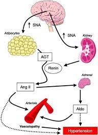 Sympathetic Nervous System In Obesity Related Hypertension Mechanisms And Clinical Implications Hypertension Research