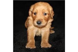 You'll find below all the articles written in the puppy category of this site. Red Golden Retriever Puppies For Sale Missouri