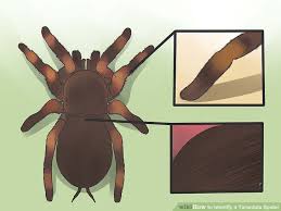 3 Ways To Identify A Tarantula Spider Wikihow