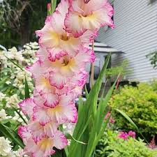 Image result for Gladiolus nyasicus