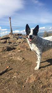 The bentley star or bentley mark is a characteristic of the australian cattle dog and consists of a group of white hairs on the dog's forehead. White Blue Heeler Australian Cattle Dog Cattle Dogs Rule Cattle Dog Heeler