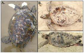 They can get to their food because they have hard and pointy jaws. Hawksbill Loggerhead Sea Turtle Hybrids At Bahia Brazil Where Do Their Offspring Go Peerj