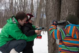 Wish you could figure out how to tap that sugar maple in your backyard? What We Learned About Making Maple Syrup