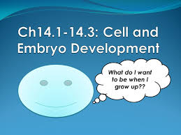Maybe you would like to learn more about one of these? Ch What Do I Want To Be When I Grow Up Development 1 Cell Changes Into Different Forms Animal Development Egg Zygote Fertilization Of Gametes Ppt Download