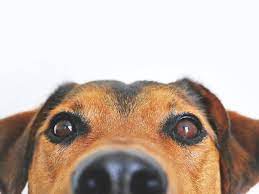 This dog was found on the 138th block of deal st. 11 Best Spots For Pet Adoption Nyc Families Need To Explore