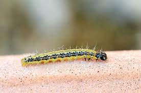 Colorido Oruga De Color Amarillo Y Negro La Larva De Un Jardin Polilla O Mariposa Y Una Plaga Voraz De Comer Las Hojas Y Tallos De Plantss Contra Un Fondo De Arboles