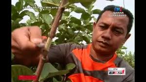 Kaedah Pembiakan Pokok Oleh Mardi Rtm1 Youtube