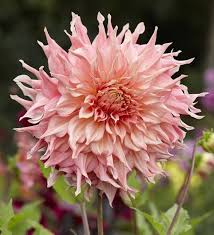 Dahlia Penhill Watermelon Dahlia Flower Dahlia Bulb Flowers