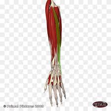 Jetzt eine riesige auswahl an gebrauchtmaschinen von zertifizierten händlern entdecken Flexor Digitorum Profundus Muscle Png Images Pngwing