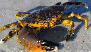 We did not find results for: How To Catch Stone Crabs In Florida Tips And Tactics